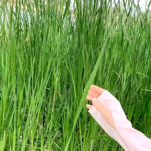 เสื้อกันแดด UPF50+ เสื้อผ้ากันแดด aibitoo แบบมีฮู้ด ระบายอากาศดี ผ้านุ่มนิ่ม ป้องกันแสง ใส่สบาย สำหรับผู้หญิง กันยูวี สินค้าพร้อมจัดส่ง