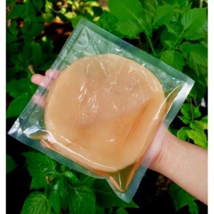 Bibit/starter scoby jamur Kombucha premium organik 10cm buy 5 free 1 (Air starter)