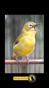 song booster OPTIMUS gacor maximal burung pleci tledekan robin prenjak ciblek gelatik robin cirpu citu