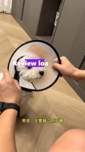 Loa chống liếm cho chó mèo