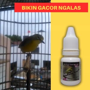 Doping Burung Pleci Dosis Tinggi Biar Gacor Buka Paruh Nembak Isian