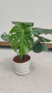 มอนสเตอร่า พร้อมกระถางสวย Monstera Deliciosa