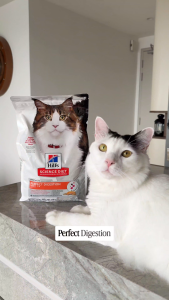 [Bundle Of 4] Adult Perfect Digestion Salmon Brown Rice and Whole Oats Recipe Dry Cat Food 1.58kg