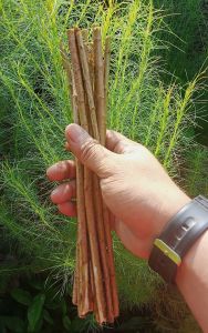 BIBIT TANAMAN POHON ADAS/CEMARA AIR (STEK BATANG)