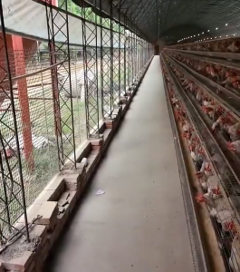 Chicken Net Plastic Fence Mesh 10M/25M/50M- Durable & Flexible Garden Fence for Poultry Breeding & Balcony Protection