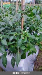 Daun Cabe Rawit Segar / Daun Cabai Rawit Fresh Herbal Alami Berkualitas