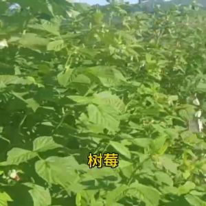 Raspberry seeds are easy to plant throughout the year 树莓种子  四季易种植水果种子fruit seeds are suitable for indoor and outdoor potted plants覆盆子室内室外盆栽