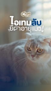 [แถมฟรี 1 กระป๋อง] ชูชู สมูทตี้บำรุงแมวสูตรปลาซาบะเสริม DHA ชุด 12 กระป๋อง (80กรัมx12กระป๋อง)