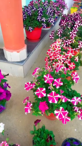 Benih PETUNIA STAR (isi-7) Biji Bibit Bunga