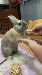 Tri-Flavoured Balsa Blocks | No Furries Delights | 6pcs per pack | All-Natural Chew Toys for Small Pet Animals & Birds