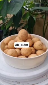 Bibit Buah Duku Palembang Manis Tanpa Biji Cepat Berbuah Super