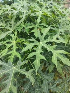 daun gedi segar atau daun pepaya Jepang 500 gram harga
