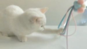 Cat Teaser Cat Toy: Imitation Birds Interactive Toy for Cats Fun Feather with Bell with Stick or Wand for Kittens