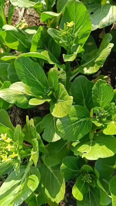 เมล็ดพันธุ์ กวางตุ้งชูใจ (ถุงใหญ่)