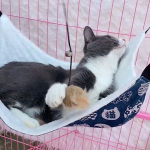 Cute Q 48cm x 58cm Big Size cat bed cat hammock cat hanging bed hammock kucing buaian kucing dalam sangkar 猫吊床