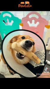 [COFFEE WOOD DOG CHEW]🔥PREMIUM QUALITY🔥 Pawtato Premium Coffee Wood Dog Chew Natural Dental Chew Toy 狗狗天然咖啡木狗狗洁牙磨牙玩具