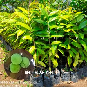 Bibit Buah Kenitu Super Unggul