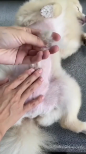 SpoiledPet 6 in 1 Rechargeabe Razor for Dogs Pet Razor Grooming Kit Cat Shaver Dog Hair Trimmer Electrical Clipper Set