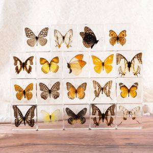 Heated Butterfly Specimen Resin Crafts Childrens Teaching Decorative Ornaments Healing Series Gifts Geometric Shape Fun Play