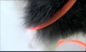 Dog Luminous Charge Collar Led Usb Cat Dogs Collars 3 Modes Detachable Night Led Glow Dog Loss Prevention Collar Pet Accessories