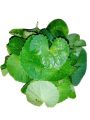 Daun pegagan segar tanpa batang/daun pegagan/centella asiantica/daun antanan segar 200 gram. 