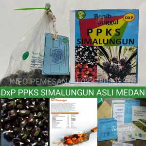 BIBIT SAWIT PPKS SIMALUNGUN BIBIT SAWIT PPKS MEDAN UNGGUL BIBIT POLONG SAWIT PPKS SIMALUNGUN ASLI