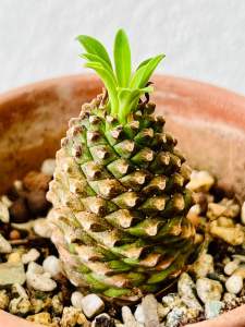 Euphorbia bupleurifolia铁甲麒麟（小旺梨）