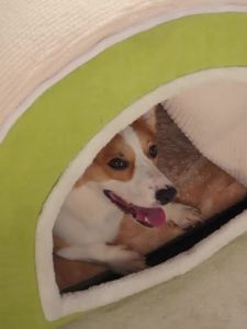 HELLOLEIBOO | Warm Insulated Pet Bed Removable Half-Enclosed House