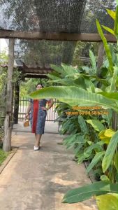 เดรสทรงกะเหรี่ยง อก 50 54 58 62 นิ้ว ชุดดอย ชุดชาวเขา ชุดเที่ยวเหนือ