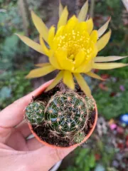 Echeveria Claudia Rose Succulent 克罗地亚玫瑰諁多肉植物Succulent