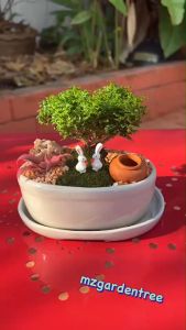 สวนถาดไม้มงคล บอนไซแก้วแคระมงคล กระถางวงรีขาว พร้อมตุ๊กตาตกแต่ง