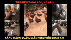 1 lít TKS Siêu Tăng Tốc - Vỗ Béo - nặng cânchắc thịt siêu mọc lông bóng mượt đẹp mã bung lông bật cựa chống cắn mổ