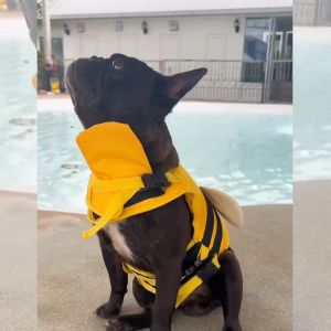 เสื้อชูชีพหมา ลายผึ้ง เสื้อชูชีพสุนัข เสื้อชูชีพสัตว์เลี้ยง | CLAWSET.BKK