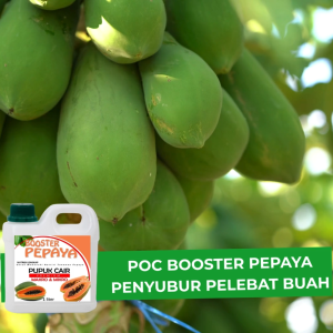 Pupuk Buah Pepaya California Agar Berbuah Lebat|Pupuk Pembesar Pelebat Pemanis Buah Pepaya