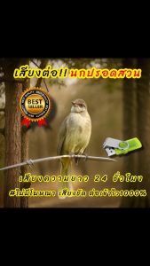 เสียงนกปรอดสวน เสียงต่อนกปรอดสวน  เสียงล่อนกปรอดสวน ต่อเข้าเร็ว USBแฟลชไดร์ฟเสียงนกปรอดสวนเสียงดี ชัด100% ไม่มีโฆษณาแทรก (MP3 เสียงต่อสัตว์)