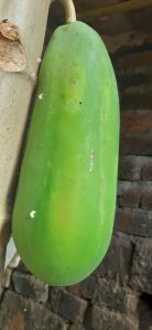 Buah Pepaya Fresh dari pohon