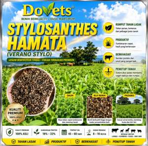 100g [30K] Biji Benih Rumput Stylo Lembu Kambing Hamata fidlot & Tenusu (Stylosantes Hamata) 18% -25% Protein Senang Tumbuh