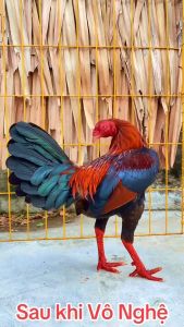 Combo Nghệ ngâm vô gà đá hủ 380gr + Nghệ bột vô gà đá 100g vô nghệ gà đá tiện dùng rẻ bóng vảy thơm mịn bám dính Nam Nguyễn