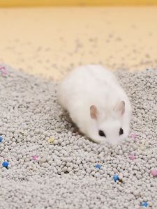 catsan liti thấm hút tốt cho hamster 1kg - T3 PETS SHOP