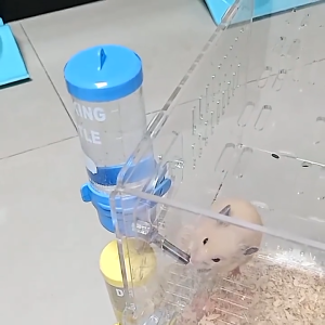  250 ML. ขวดน้ำสัตว์เลี้ยง หลอดน้ำติดกรงสัตว์เลี้ยงอนเนกประสงค์ กระบอกให้น้ำติดกรง ที่ให้น้ำกระต่าย หมา แมว นก