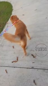 TRENY Durable Dog Leash Stretch Leash Big Dog Process Training Leash Adjustable Collar/Pet Cat Harness and Leash