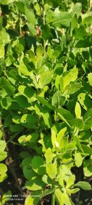 daun beluntas / luntas /lontas segar petik per 20 Helai