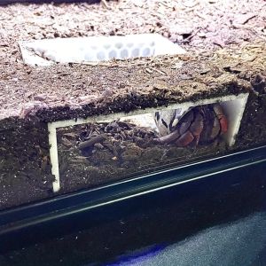 Hermit crab pond tree hermit crab decoration hermit crab accessories hermit crab toys/observation window