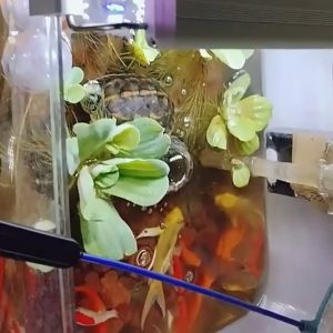 Air Pump Hose Splitter & Oxygen Regulating Valve: A Guide to Water Tube Connectors for Fish Tanks