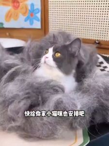 🍓Strawberry.thai🍓 หวีสแตนเลส แปรงกําจัดขน เครื่องมือทําความสะอาดสัตว์เลี้ยง พร้อมส่ง