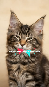 Royal Canin Maine Coon Kitten 2kg Dry Cat Food - Premium Feline Breed Nutrition | Cube-Shaped Kibble Specially Designed for Large Jaws | Large Breed Growth Support Healthy Immune System & Digestibility [New Stock]