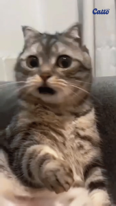 Catto Snack Makanan Kucing Plus Creamies - Salmon + Antioxidant 4x15gr | Natural Cat Creamy Treats