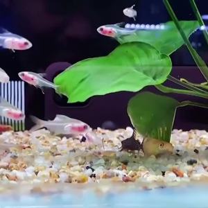 EELHOE | Electric Aquarium Water Changer Gravel Cleaner Siphon Pump Suction Sand Washer With Air-Pressing Button Fish Tank Cleaning Tool