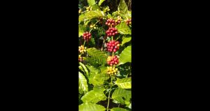 Kopi Arabika Aceh Gayo Starbucks Style Sumatra Dark Espresso Roast 1kg 1 kilo kg