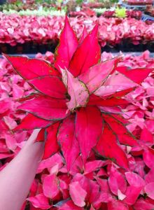 aglonema red garuda lokal daun 7+8+9+10++